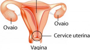 cervice-uterina-480x270